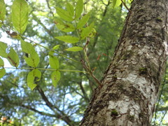 Fraxinus nigra