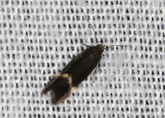 Aproaerema simplexella