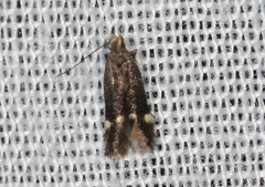 Aproaerema simplexella