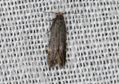 Aproaerema simplexella