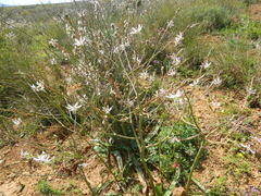 Trachyandra muricata