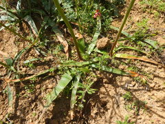 Trachyandra muricata