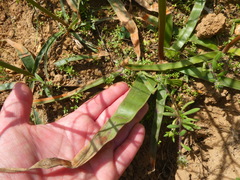 Trachyandra muricata