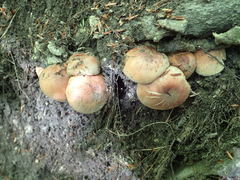 Fungi