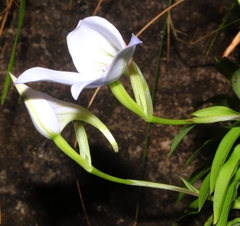 Disa longicornu