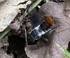 Megachile chrysorrhoea