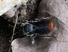 Megachile chrysorrhoea