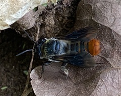 Megachile chrysorrhoea