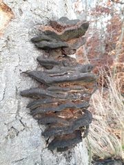 Inonotus cuticularis