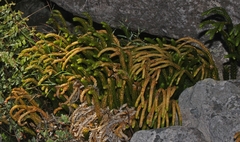 Phlegmariurus gnidioides