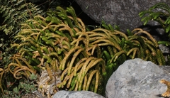 Phlegmariurus gnidioides