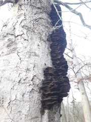 Inonotus cuticularis