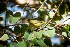 Leiothlypis celata