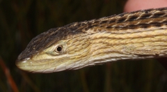 Cape Snake Lizard photo 3