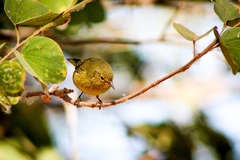 Leiothlypis celata