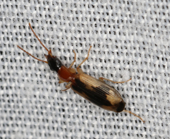 Anomotarus crudelis
