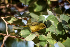 Leiothlypis celata