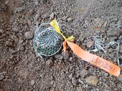 Mammillaria orcuttii