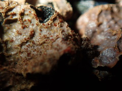 Nectriopsis rubefaciens