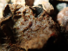 Nectriopsis rubefaciens