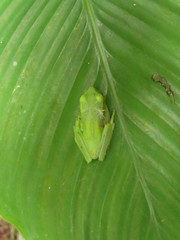 Aplastodiscus ehrhardti