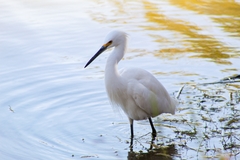 Egretta thula