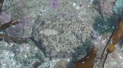 Pleuronichthys coenosus