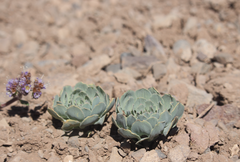 Alstroemeria spathulata