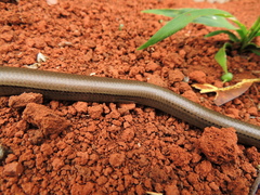 Ophiodes fragilis