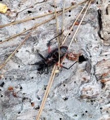 Microtomus purcis