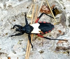 Microtomus purcis