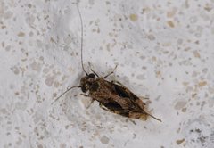 Myopsocidae