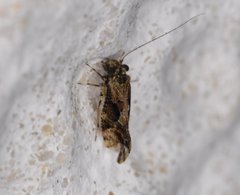 Myopsocidae