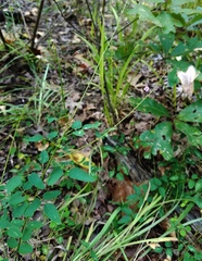 Desmodium marilandicum