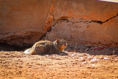 Otospermophilus variegatus