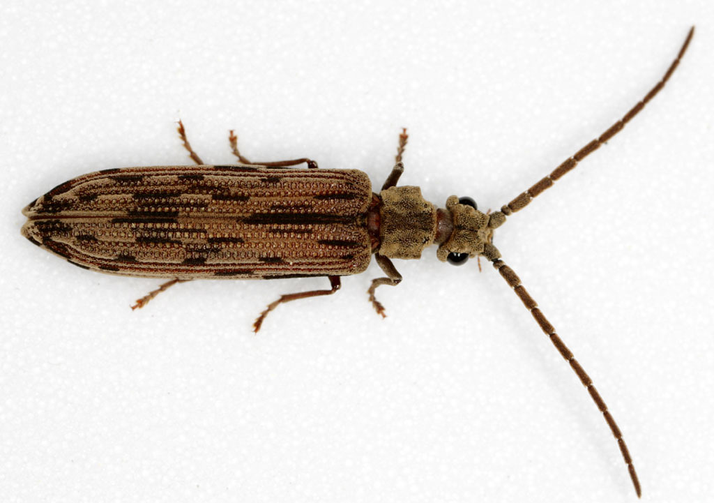 Eastern Ashen Reticulated Beetle