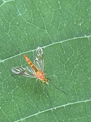 Athericidae