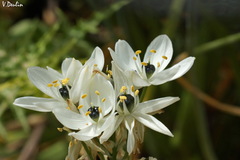 Ornithogalum arabicum
