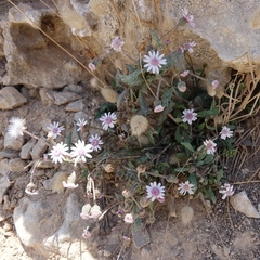 Senecio varicosus