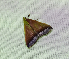 Coremagnatha orionalis