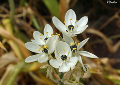 Ornithogalum arabicum