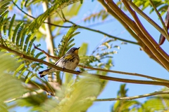 Setophaga coronata auduboni