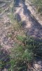 Artemisia campestris bottnica - Photo (c) Jenny Kangasvuo, some rights reserved (CC BY-NC), uploaded by Jenny Kangasvuo
