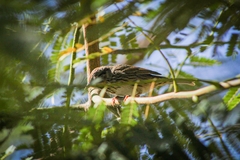 Setophaga coronata auduboni