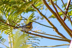 Setophaga coronata auduboni
