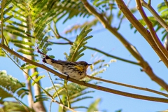 Setophaga coronata auduboni