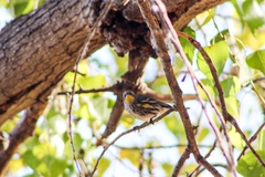 Setophaga coronata auduboni