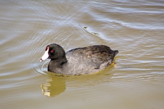 Fulica americana