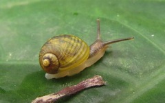 Simpulopsis
