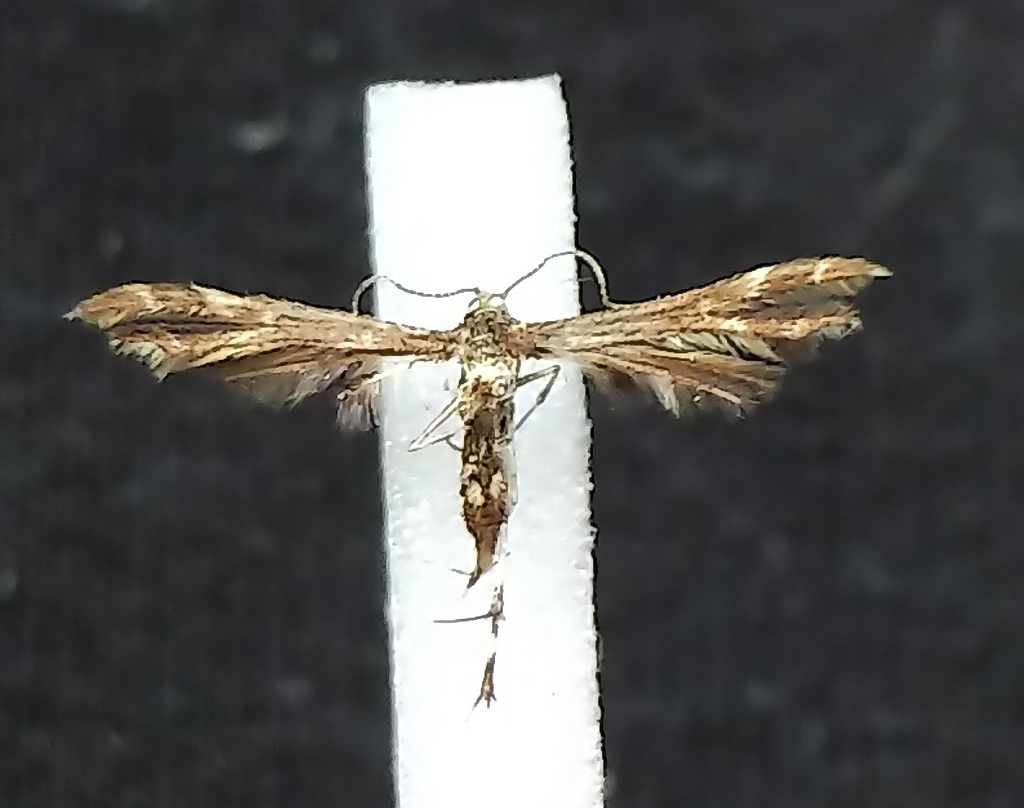 Himmelman's Plume Moth